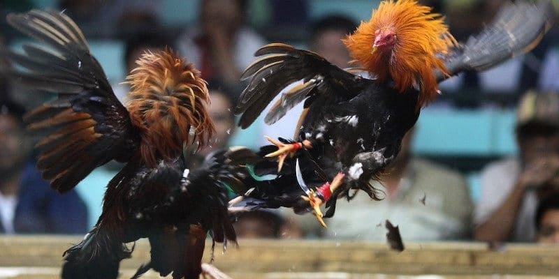 Những đối tác phát hành uy tín tại đá gà HM88